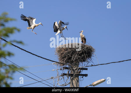 Stork Landung auf einem Nest sie auf einem Strommast in einem ländlichen Gebiet von Rumänien gemacht. Wilde Tiere zwischen Menschen. Stockfoto