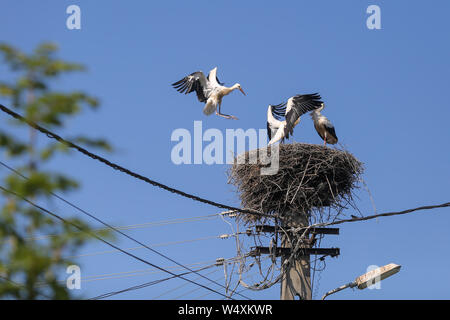 Stork Landung auf einem Nest sie auf einem Strommast in einem ländlichen Gebiet von Rumänien gemacht. Wilde Tiere zwischen Menschen. Stockfoto