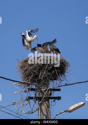 Stork Landung auf einem Nest sie auf einem Strommast in einem ländlichen Gebiet von Rumänien gemacht. Wilde Tiere zwischen Menschen. Stockfoto