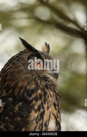 Eurasische Adler-Eule Stockfoto