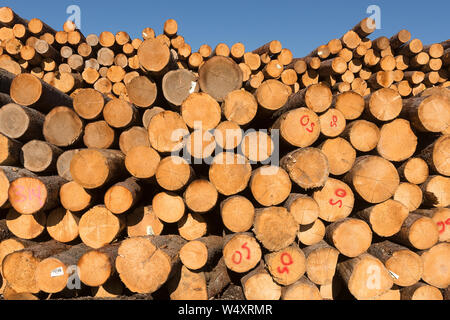 Anmelden Haufen ein Sägewerk in Radium, British Columbia, Kanada Stockfoto