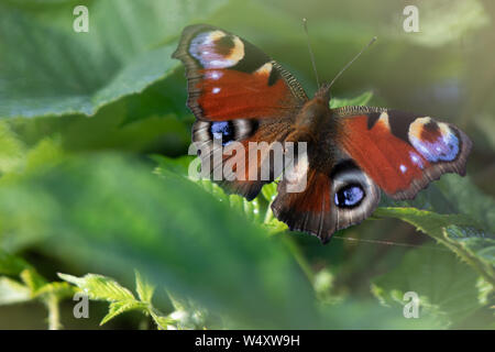 Tagpfauenauge Stockfoto