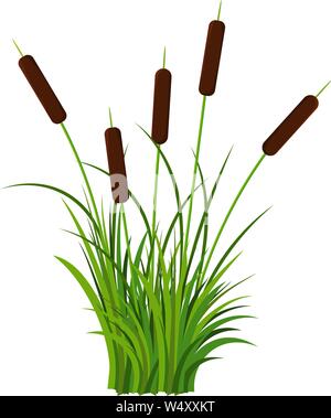 Cluster von fünf Reed Stengel mit Blättern Pflanze mit Gras Vektor auf weißem Hintergrund. Für cartoon Requisiten Stock Vektor