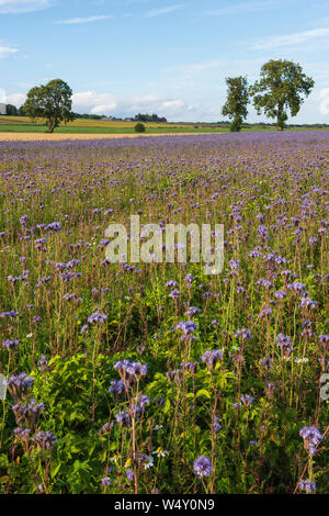 Streifen von Phacelia auch als Scorpionweed bekannt, in der Nähe von Yeovil, Angus, Schottland wächst. Stockfoto