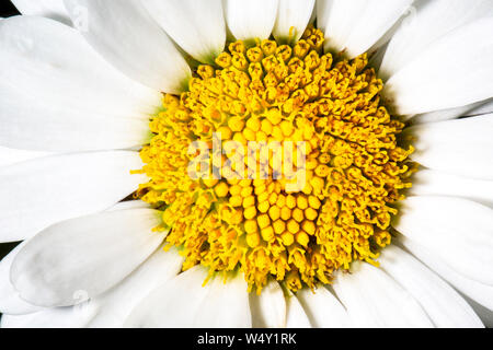 Die gerbera Daisy Nahaufnahme Detail Stockfoto