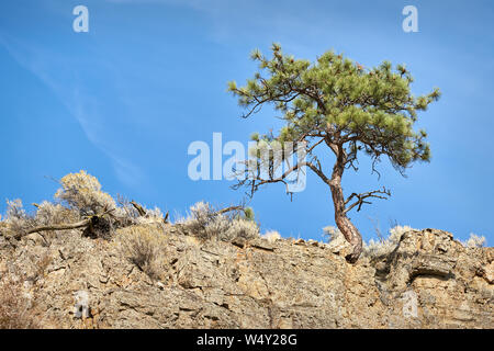 Wüste Kiefer. Einer Kiefer klammert sich an eine Wüste, Felsvorsprung. Stockfoto