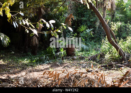 Altes rostiges Metall Barrel in den Wäldern in Opatija, Kroatien. Tropischen Dschungel fühlen. Stockfoto