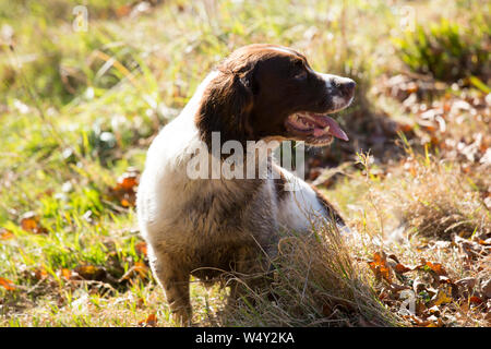 Arbeiten English Springer Spaniel Gundog Ausruhen nach Hart arbeiten, während der Fahrt auf ein Shooting Tag Stockfoto