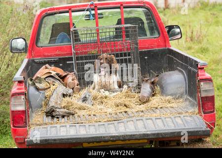 Spaniel Gundog Warten in der Rückseite einer Farm Pickup an einen Fasan Schießen, Breite Zuschneiden Stockfoto