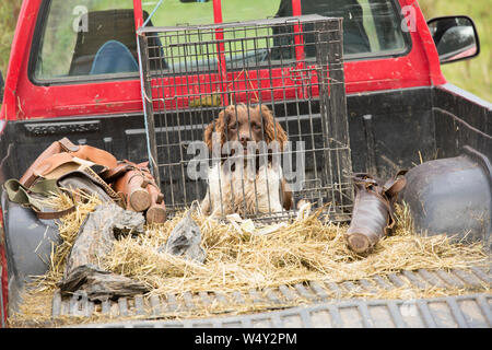 Spaniel Gundog Warten in der Rückseite einer Farm Pickup an einen Fasan Schießen Stockfoto