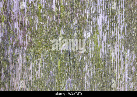 Moosigen Wald Textur mit der Farbe Stockfoto