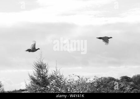 Zwei Henne Fasane Fliegen entlang einer Hecke Reihe auf einer angetriebenen Fasan Schießen, schwarz-weiß Foto Stockfoto