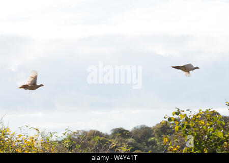 Zwei Henne Fasane Fliegen entlang einer Hecke Reihe auf einer angetriebenen Fasan Schießen Stockfoto