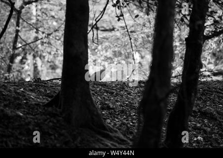 Fasan Henne in Wäldern, schwarz-weiß Foto Stockfoto