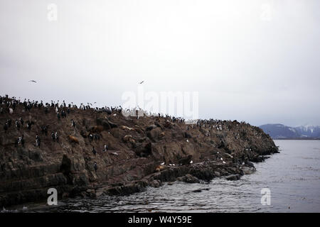 Meer Wolfs und Vögel in den Beagle Kanal Blick von einem Boot in Ushuaia, Tierra del Fuego Stockfoto