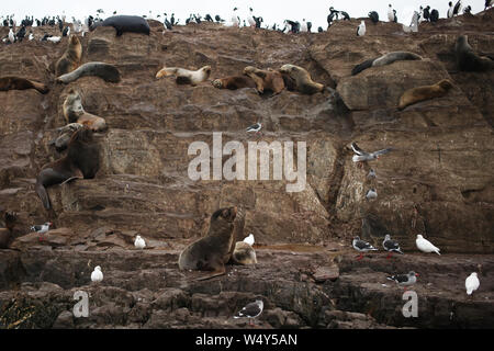 Meer Wolfs und Vögel in den Beagle Kanal Blick von einem Boot in Ushuaia, Tierra del Fuego Stockfoto