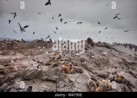 Meer Wolfs und Vögel in den Beagle Kanal Blick von einem Boot in Ushuaia, Tierra del Fuego Stockfoto