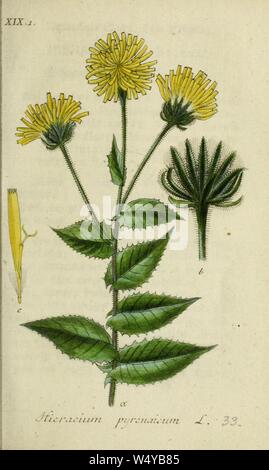 Crepis pyrenaica - Deutschlands Flora in Abbildungen nach der Natur. Stockfoto