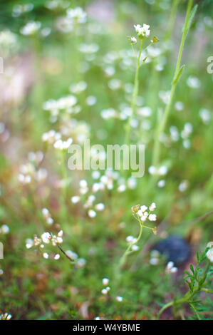 Unscharfer Hintergrund mit kleinen weißen flowerets auf Gras. Frühling blühende auf grünem Hintergrund. Kleine Blumen blühen in softfocus. Stockfoto
