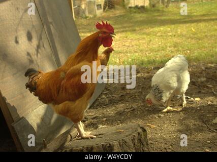 Ein Hahn stehend auf einem Baumstumpf Krähen, während Hennen Peck den Boden in der Nähe von Stockfoto