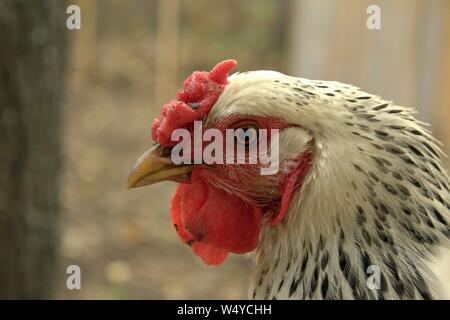 Close Up Profil des Gesichts eines Silbernen Spitze Wyandotte Henne Stockfoto