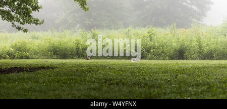 Nebligen Morgen Stockfoto