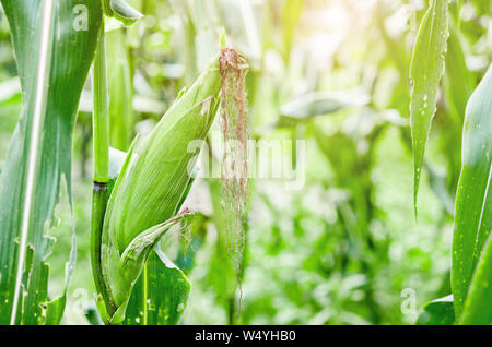 Frisches lila Mais Früchte in Bauernhof mit Sonnenlicht. Stockfoto