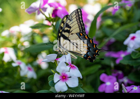 Ein Eastern Tiger Swallowtail nimmt Nektar von lila, violett, rosa und weißen Blüten im Sommergarten Stockfoto
