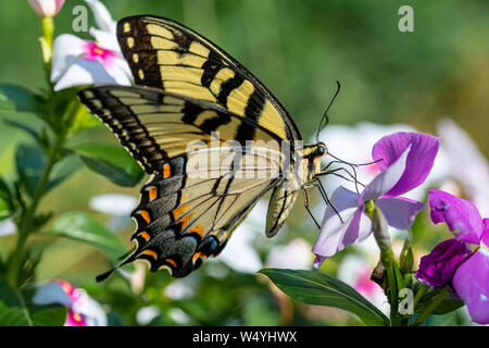 Ein Eastern Tiger Swallowtail nimmt Nektar von lila, violett, rosa und weißen Blüten im Sommergarten Stockfoto