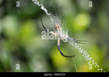 Eine gelbe Kugel weaver Banane Spinne im Garten Stockfoto