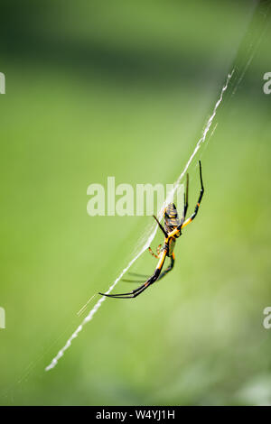 Eine gelbe Kugel weaver Banane Spinne im Garten Stockfoto