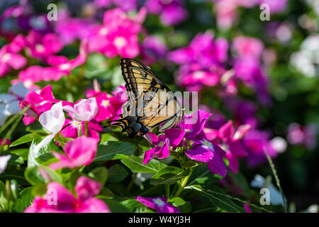 Ein Eastern Tiger Swallowtail nimmt Nektar von lila, violett, rosa und weißen Blüten im Sommergarten Stockfoto