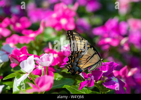Ein Eastern Tiger Swallowtail nimmt Nektar von lila, violett, rosa und weißen Blüten im Sommergarten Stockfoto