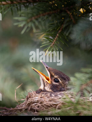 Ein Baby American Robin, Turdus migratorius, spähen aus den nächsten in einem Spruce Tree schreien für Nahrungsmittel in den Adirondack Mountains, NY, USA Stockfoto