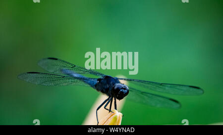 Ein Blue Dragon Fly thront auf einem Tag Lily bud im Garten, mit einem tiefen Grün Blatt hintergrund. Stockfoto