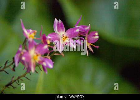 Vielen blühenden Grass - Pink Orchid Calopogon oder Multiflorus wächst im Schatten von Naples, Florida. Stockfoto