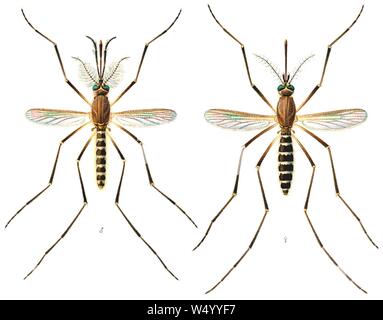Culex quinquefasciatus E-A-Goeldi 1905. Stockfoto