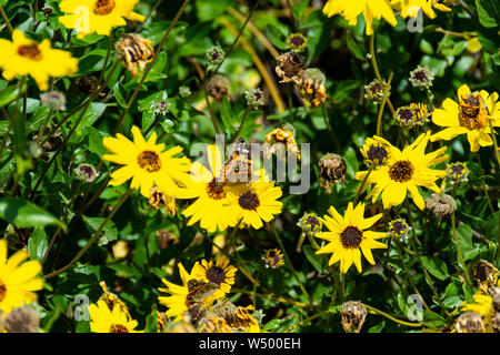 Distelfalter Schmetterlinge thront an der Küste Sonnenblumen während des Großen Schmetterling Migration im März. Stockfoto