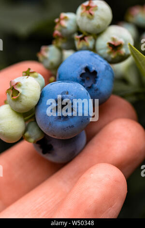 Hand hält frisch gepflückte Blaubeeren Stockfoto