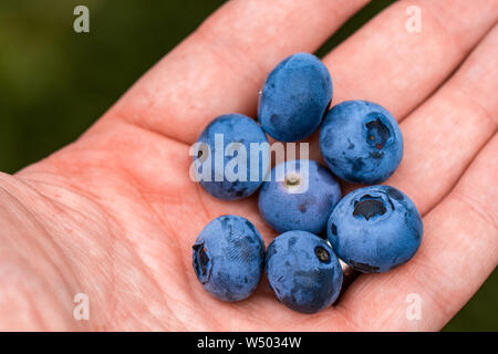 Hand hält frisch gepflückte Blaubeeren Stockfoto