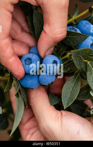 Hand hält frisch gepflückte Blaubeeren Stockfoto