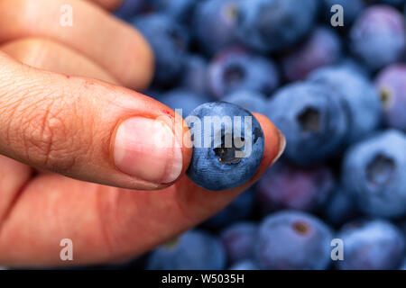 Hand hält frisch gepflückte Blaubeeren Stockfoto