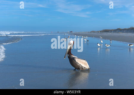 Pelikan in New Smyrna Beach Stockfoto