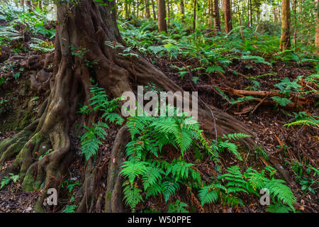 Big Tree Wurzeln und Farn im Regenwald Stockfoto