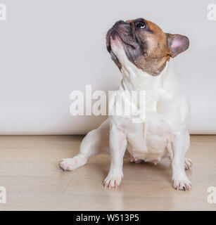 Französisch Bulldog breed dog auf weißem Hintergrund Stockfoto