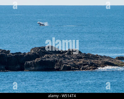 Hump Back Whale Hosen im Abstand von Ostküste Australien während der Migration Norden Stockfoto