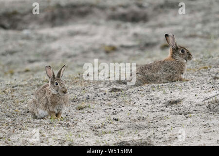 Europäische Kaninchen/Wildkaninchen (Oryctolagus cuniculus) über Tag Ruhe vor ihren Burrows, typische Situation und Verhalten, Wildlife, Europ. Stockfoto