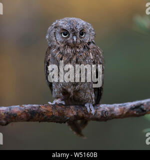 Scops Owl/Zwergohreule (Otus scops), auf eine Niederlassung eines Pine Tree gelegen, sauber, schöner Hintergrund, lustigen, kleinen Vogel, Europa. Stockfoto