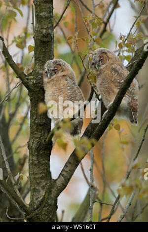 Waldkauz/Eulen/Waldkauz (Strix aluco), Jungen flügge, Mauser Jugendliche, hoch oben in einem Baum gehockt, Schlafen über Tag, nett und lustig, Wil Stockfoto