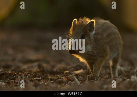 Keiler/Wildschwein (Sus scrofa), kleine gestreifte Ferkel, etwa zwei Wochen alt, erkunden ihre Umgebung, Lebensraum, in der Dämmerung, schöne Beleuchtung, Eu Stockfoto